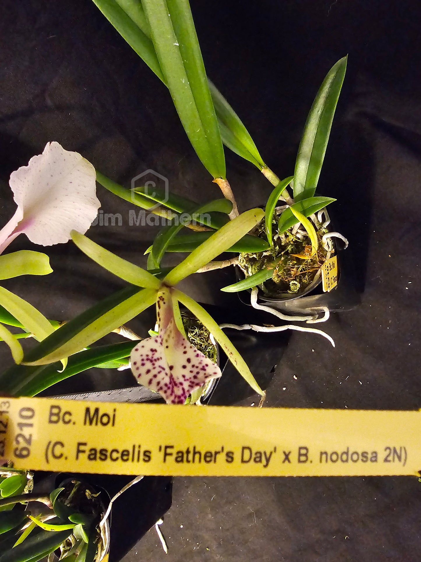 Bc Moi (Cattleya Facelis x Brassavola nodosa) Blooming size nodosa orchid hybrid