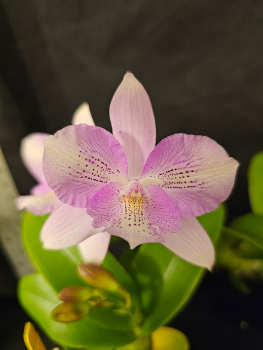 Caulocattleya Chantilly Lace 'Twinkle' blooming size compact cattleya clone. Fragrant and beautiful.