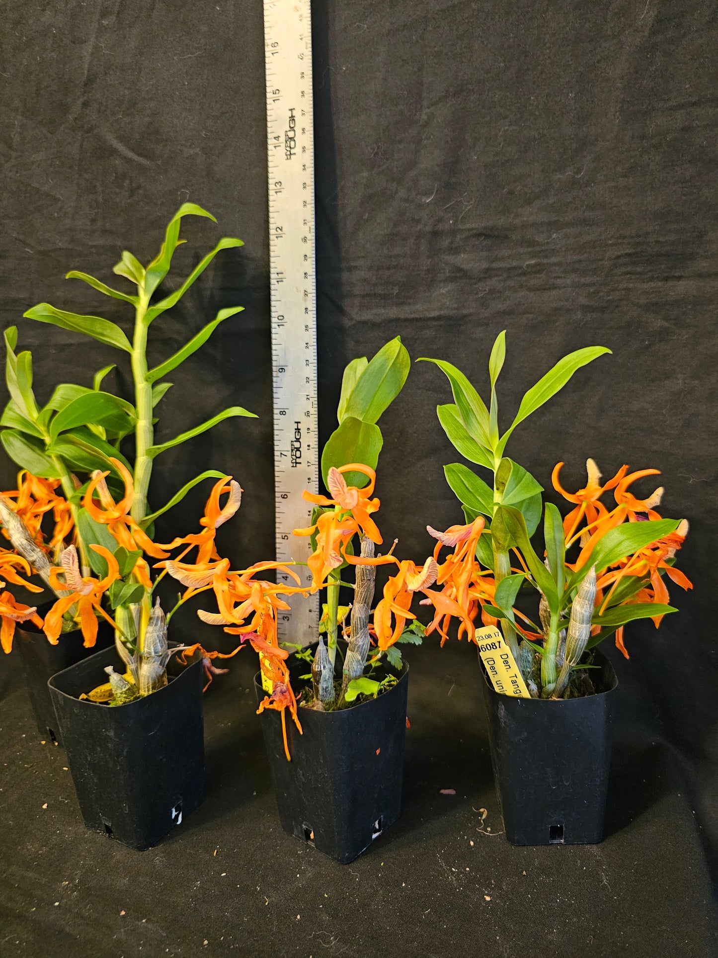 Dendobium Tangerine Dream. Blooming size Dendrobium orchid hybrid.