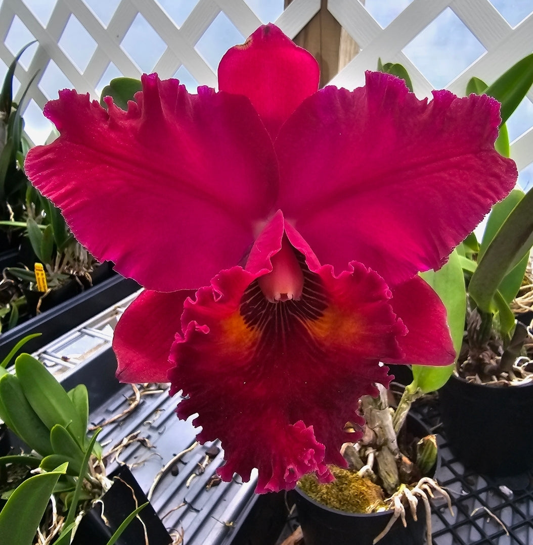 Rlc Lake Murray 'Mendenhall' Blooming size cattleya orchid clone. 4.5" pot