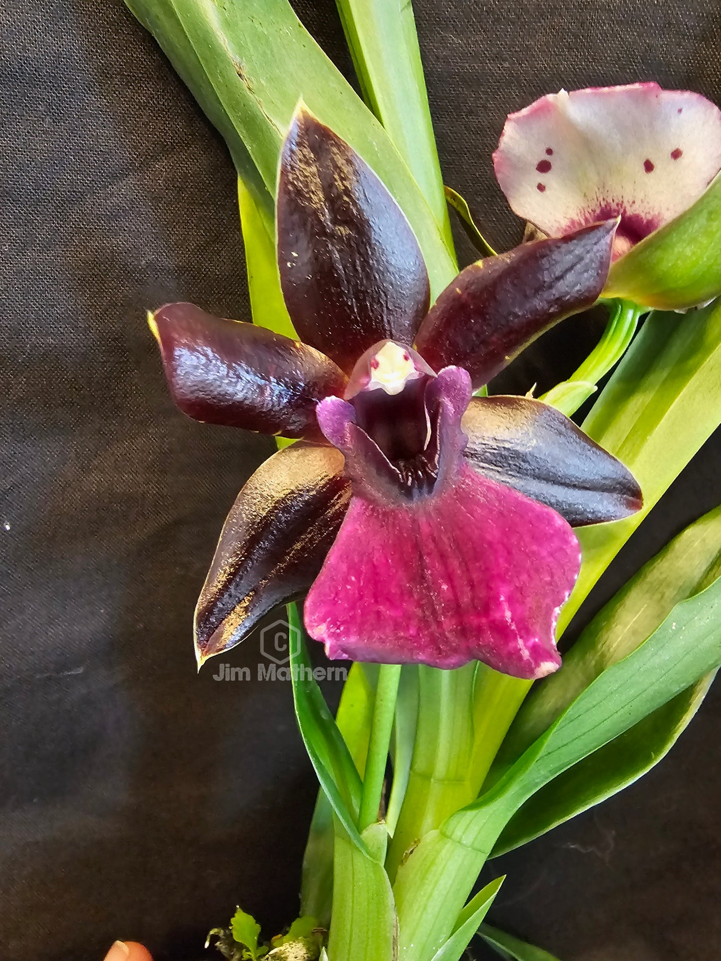 Propetalum LA Jolla Delight 'HOF' AM/AOS blooming size Zygopetalum type intergeneric hybrid.