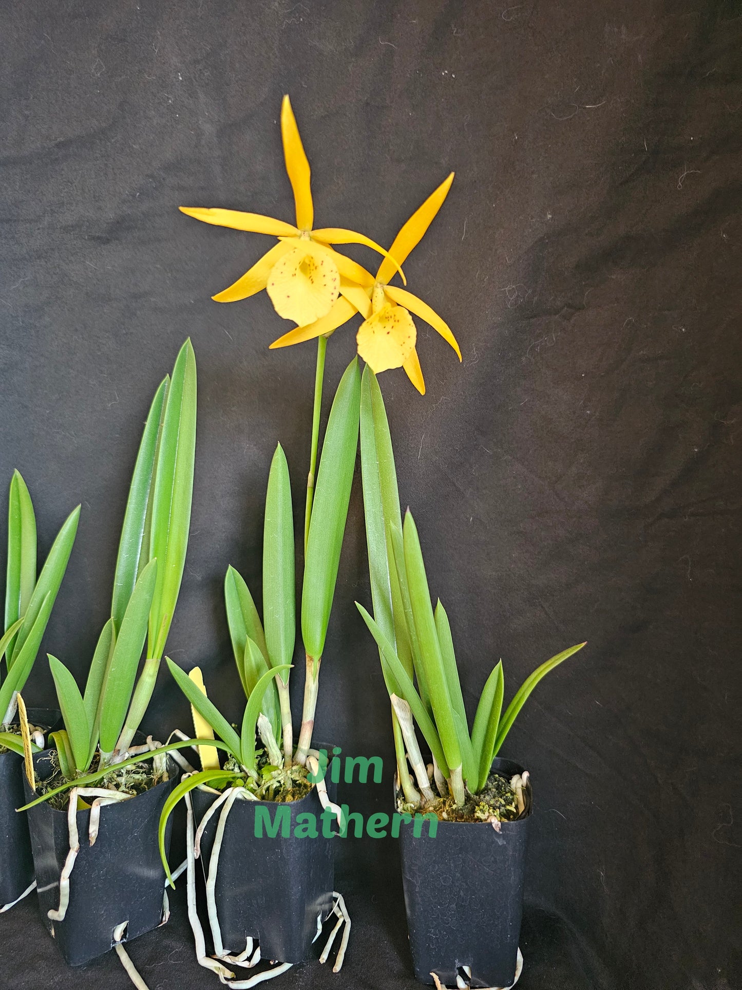 BC Yellow Bird. Blooming size Brassavola orchid hybrid, Blooms change color.