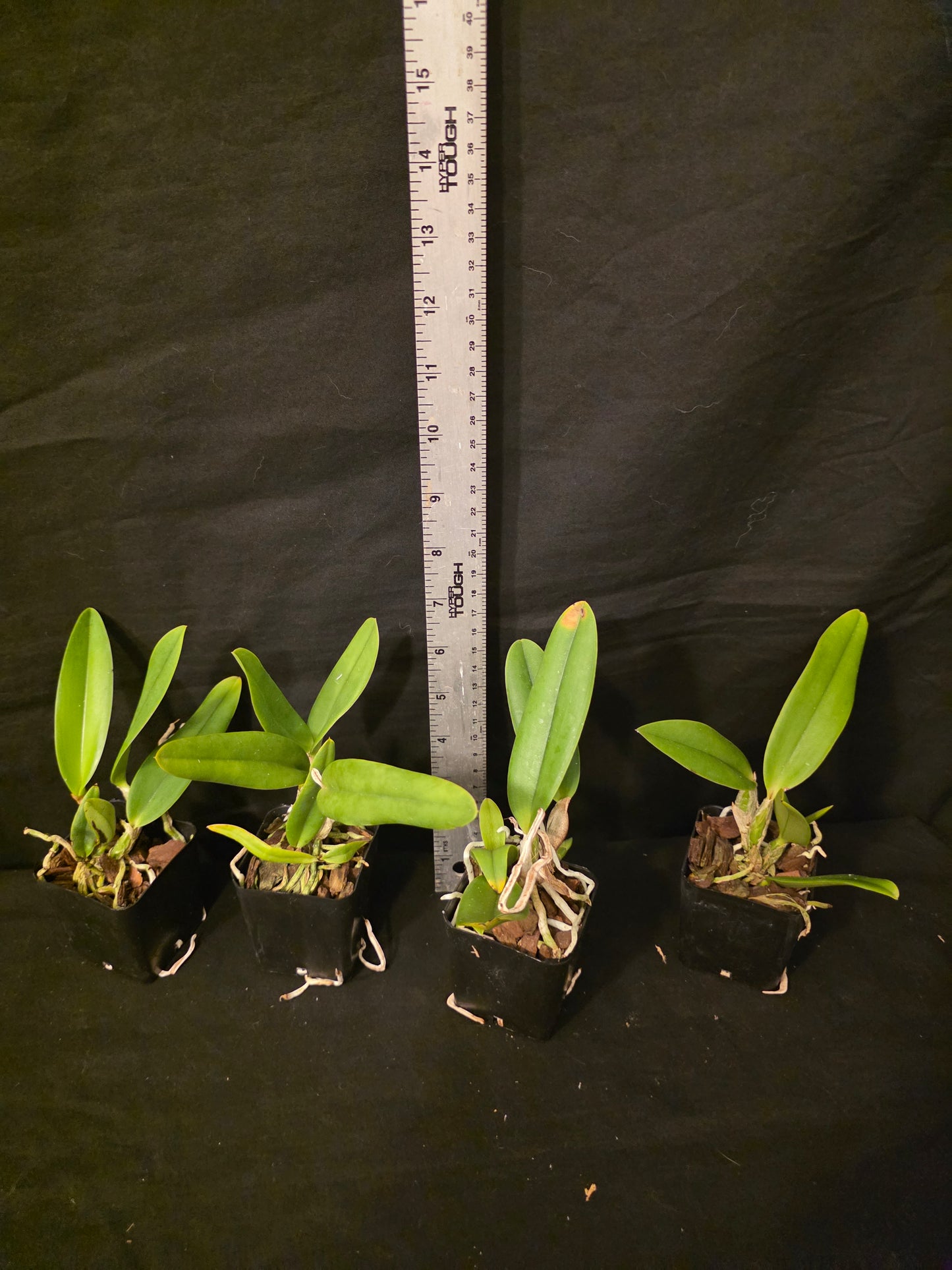 Lc Lake Tahoe x Lc Cornelia. Miniature/compact growing cattleya orchid hybrid. Beautiful coerulea blooms.