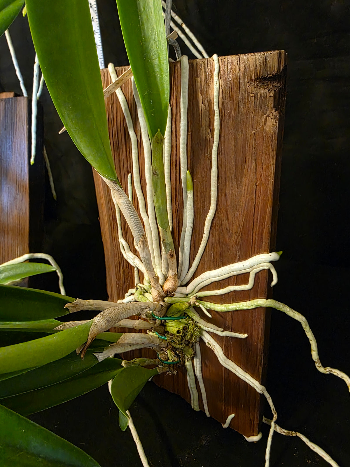 Cattleya tigrina x Rcv David Sander mounted well established