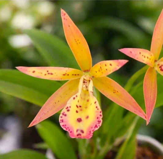 Bc Hippodamia x Gur aurantiaca. Blooming size Brasso cattleya orchid hybrid