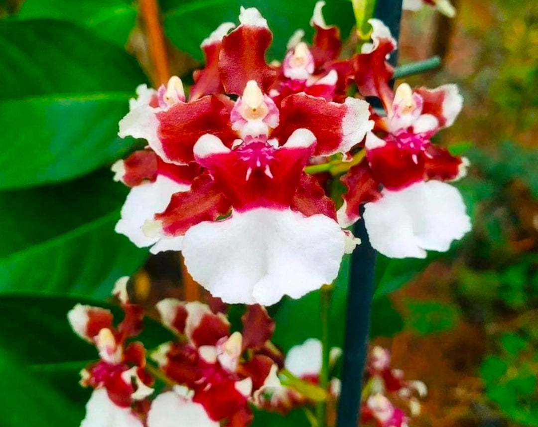 Oncidium Heaven Scent 'Redolance' In spike Wonderful fragrance
