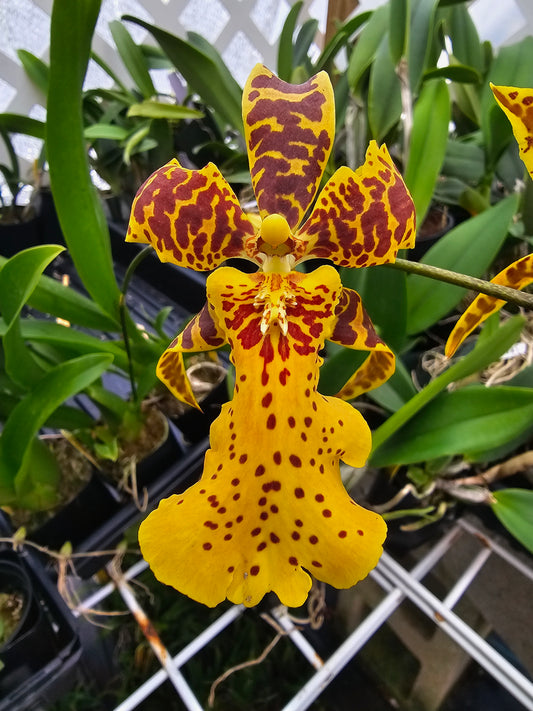 Alicera Hilo Ablaze 'Hilo Gold' AM/AOS Blooming size awarded intergeneric orchid clone