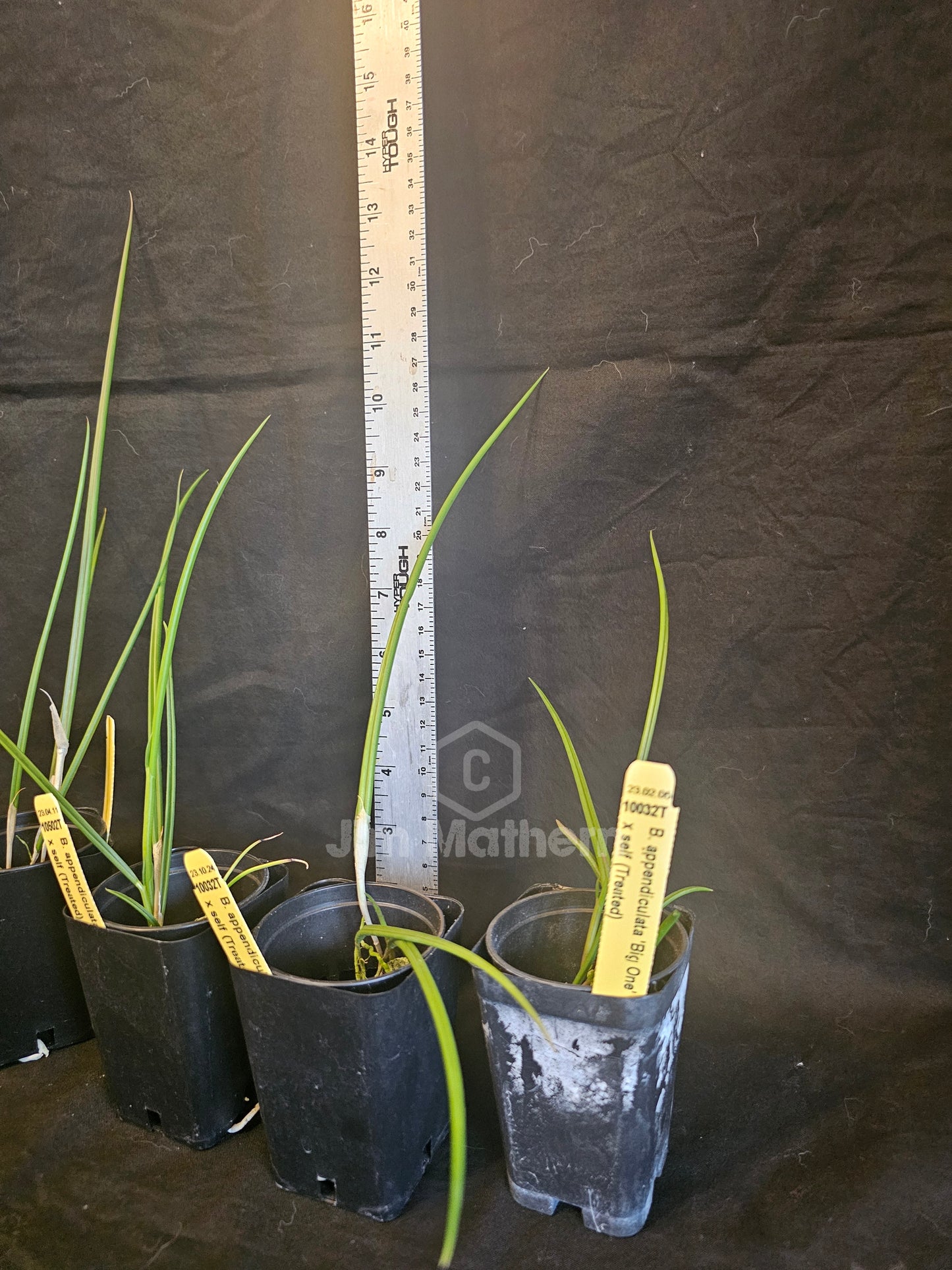 Brassavola appendiculata syn cucullata. Blooming size brassavola species. Treated for 4n