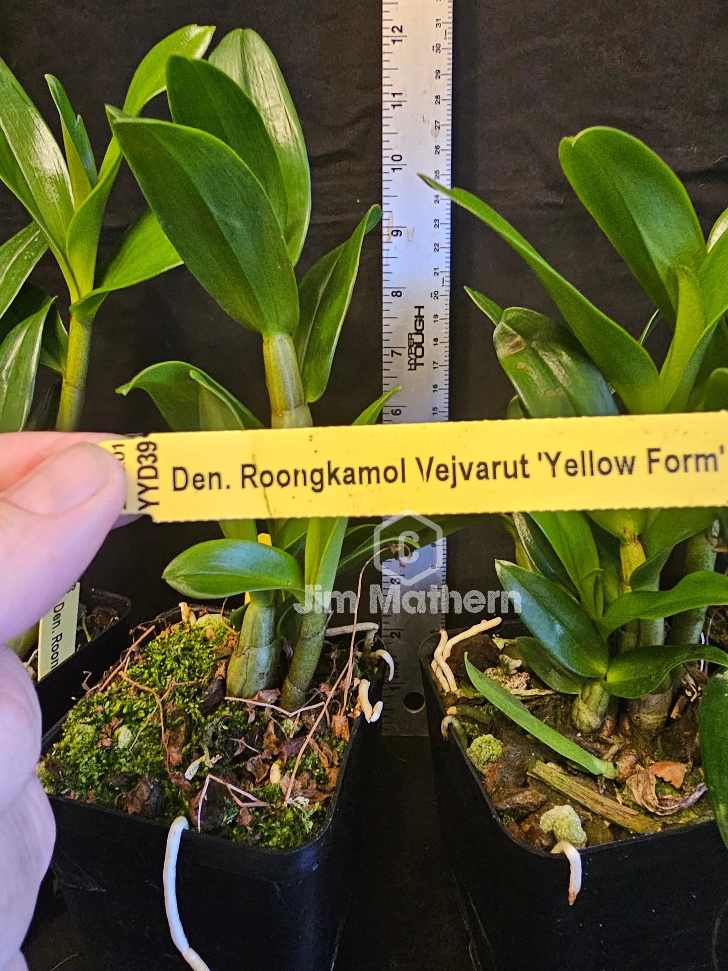 Dendrobium Roongkamol Vejvarut 'Yellow Form' Limited Availablility. Bloomimg size Dendrobium Orchid clone