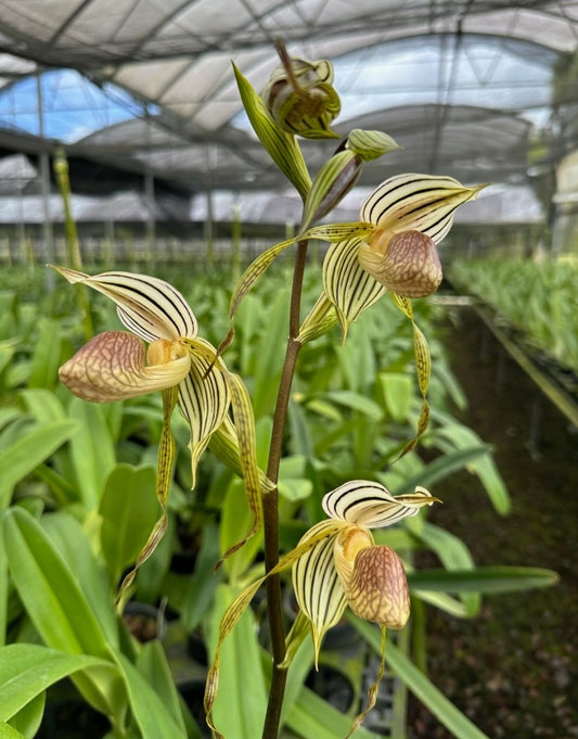 Paphiopedilum Mem Albert Eickoff (kolopakingii x stonei)