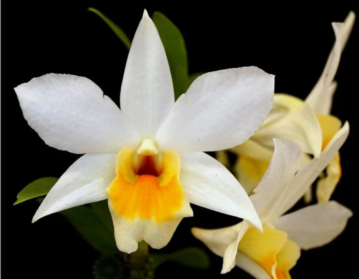 Dendrobium Roongkamol Vejvarut 'Yellow Form' Limited Availablility. Bloomimg size Dendrobium Orchid clone