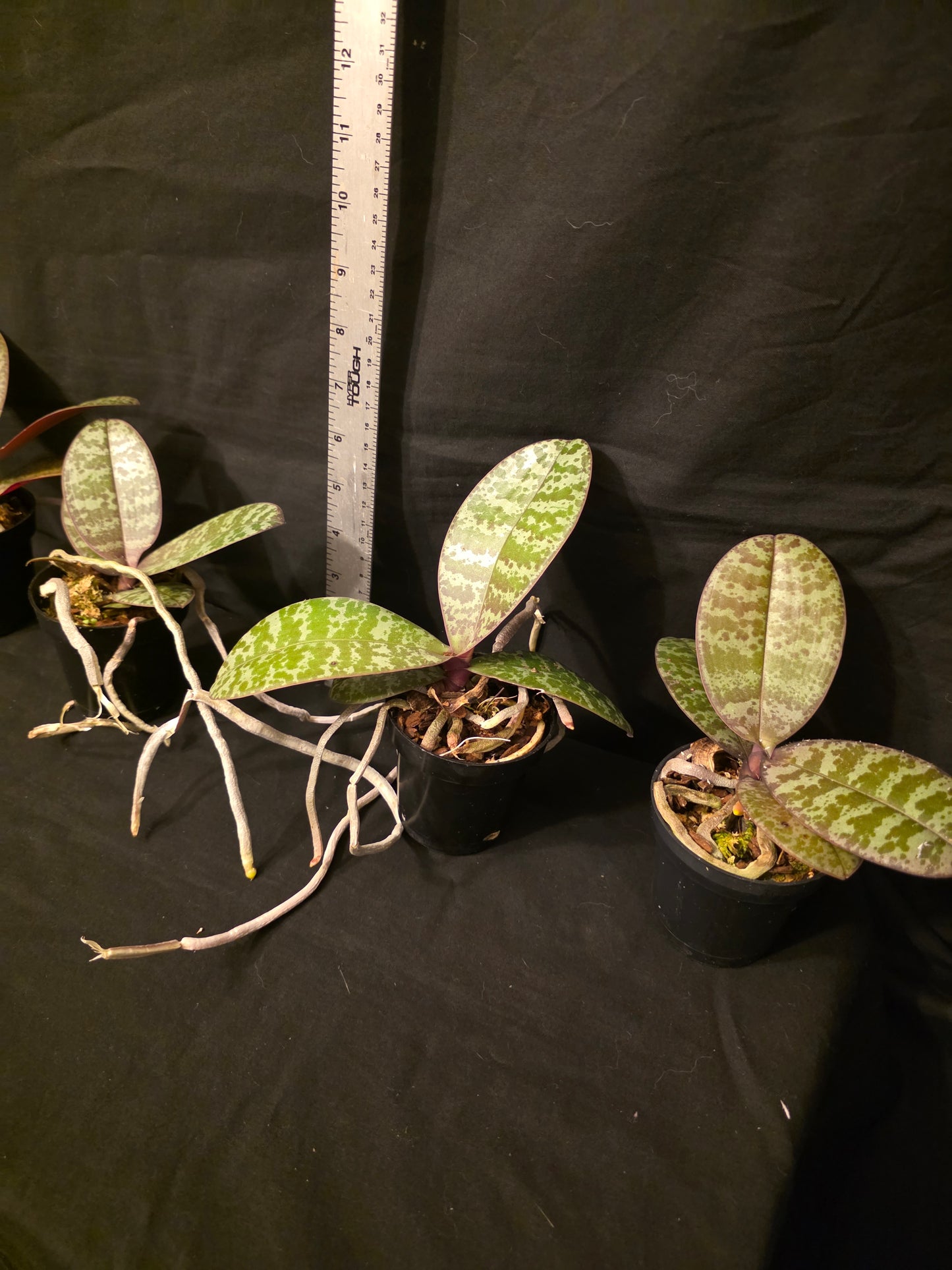 Phalaenopsis schilleriana near bloom size orchid species. Fragrant. Beautiful
