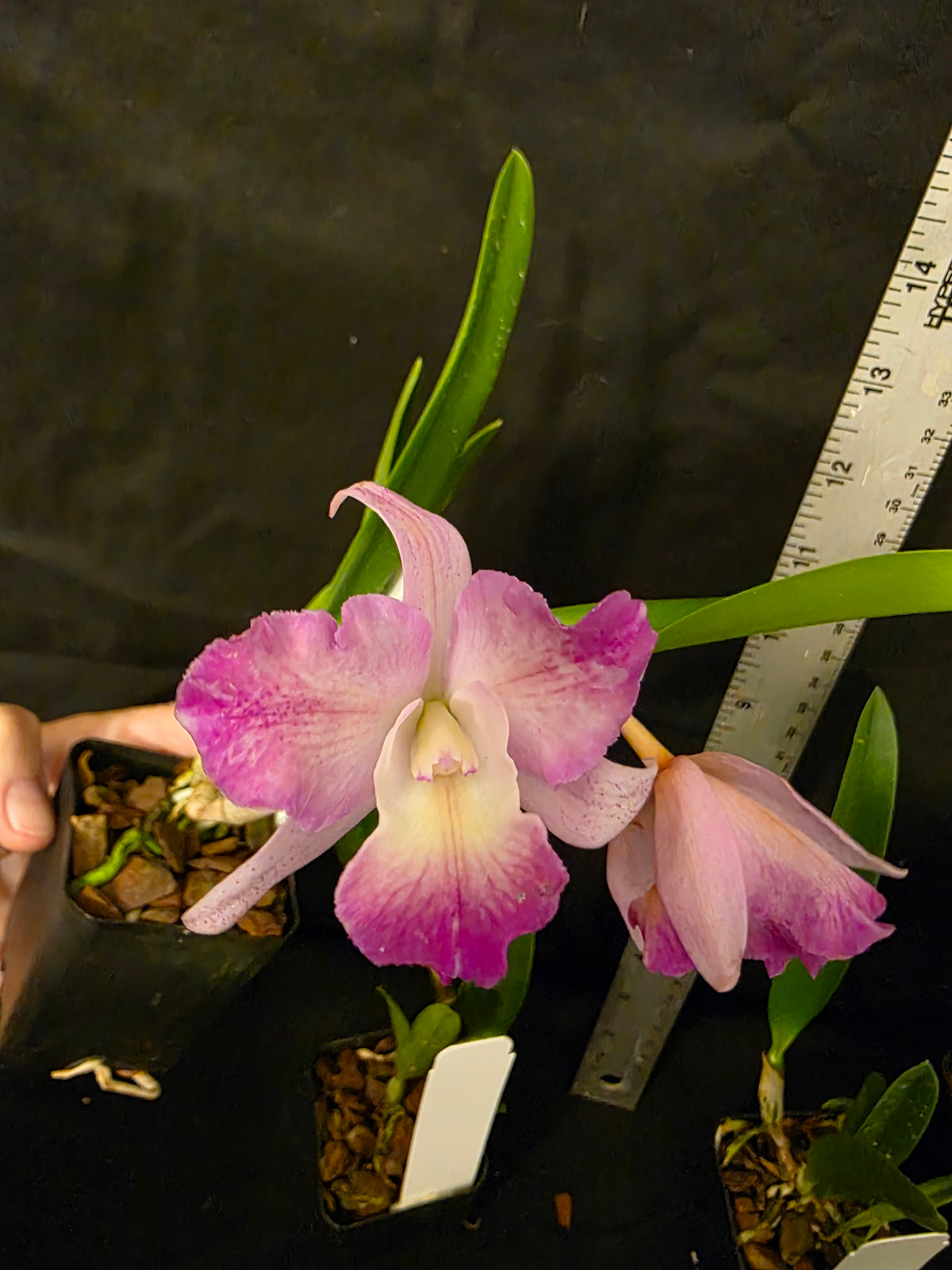 SLC Angel eyes x Bc Little Mermaid. Blooming size compact cattleya orchid hybrid.