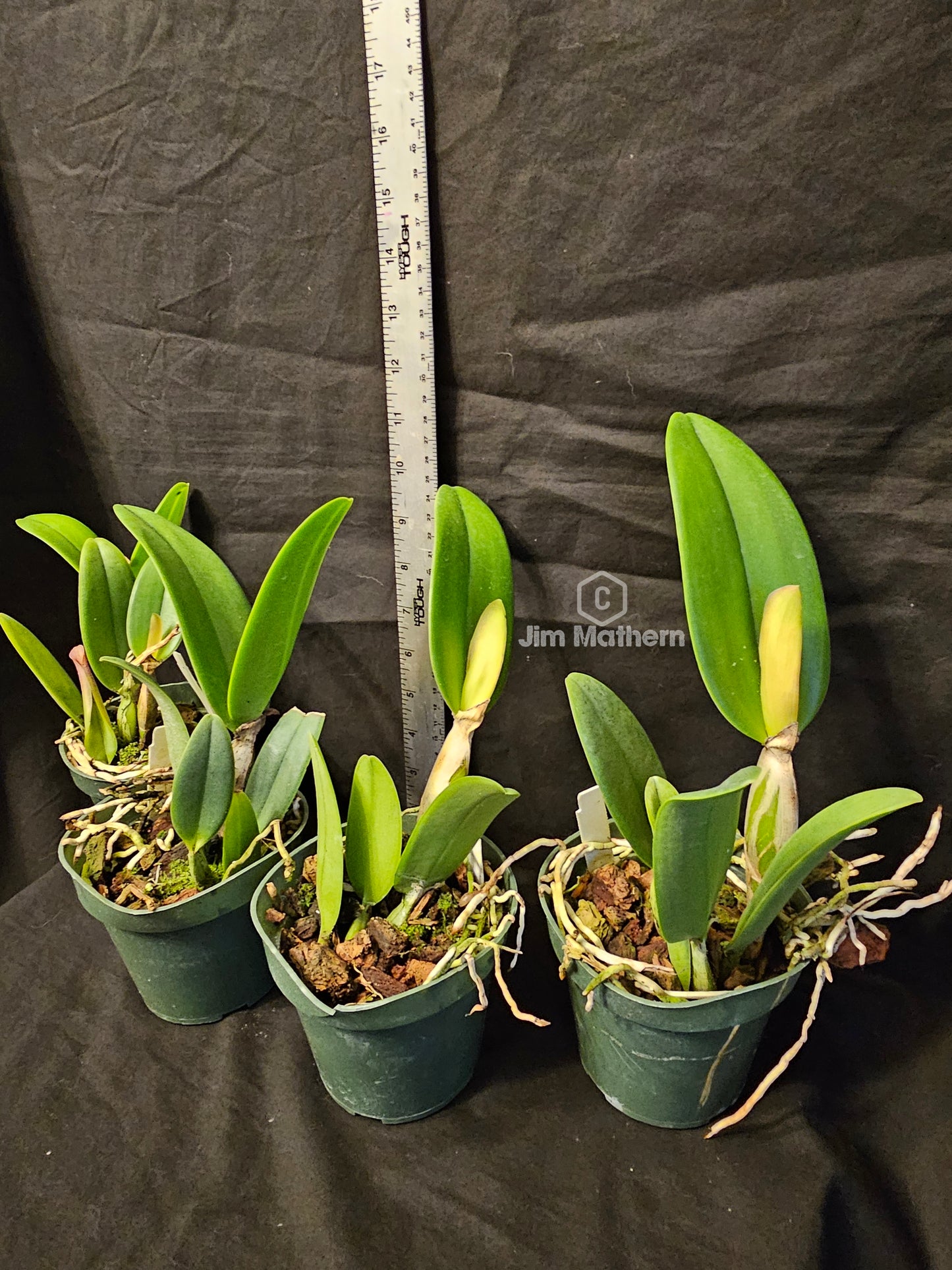 LC Firedance 'Patricia' Blooming size Compact growing cattleya orchid clone.