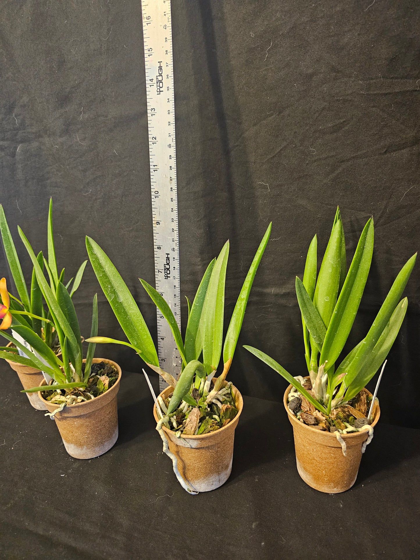 Stlma. Kelly 'Lea' blooming size brassavola orchid clone.