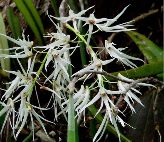 Dockrillia calamiforme, near blooming size orchid species. Australian native. Fragrant