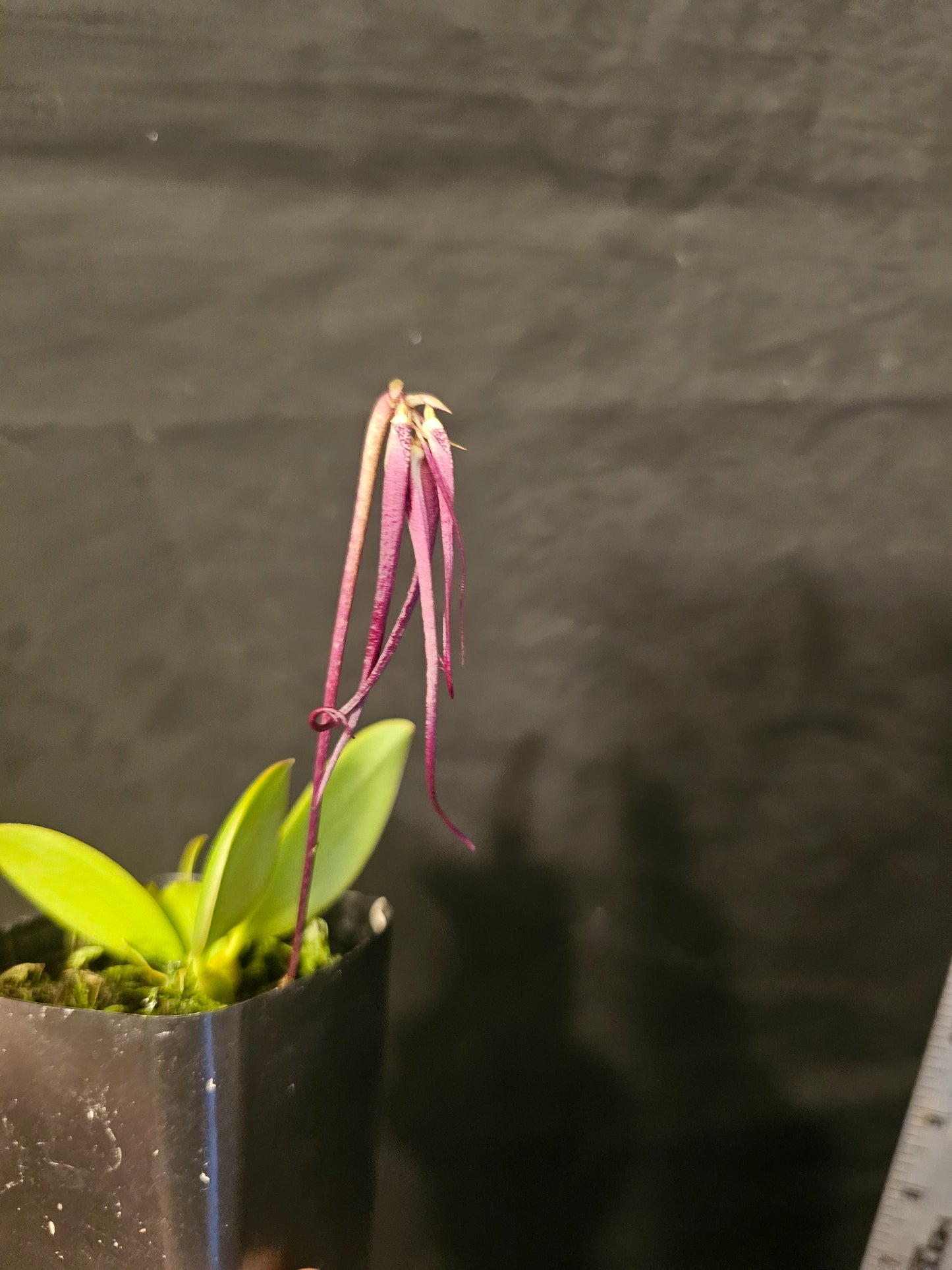 Bulbophyllum treschii. Blooming size bulbophyllum orchid species.