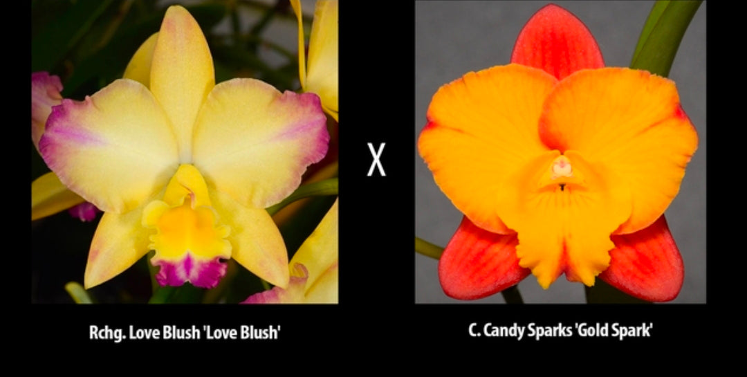 Rlc Love blush x Slc Candy Sparks. Blooming size compact growing cattleya orchid hybrid
