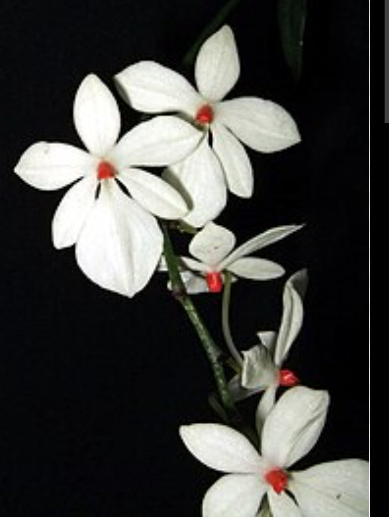 Aerangis luteoalba x sib blooming size orchid species