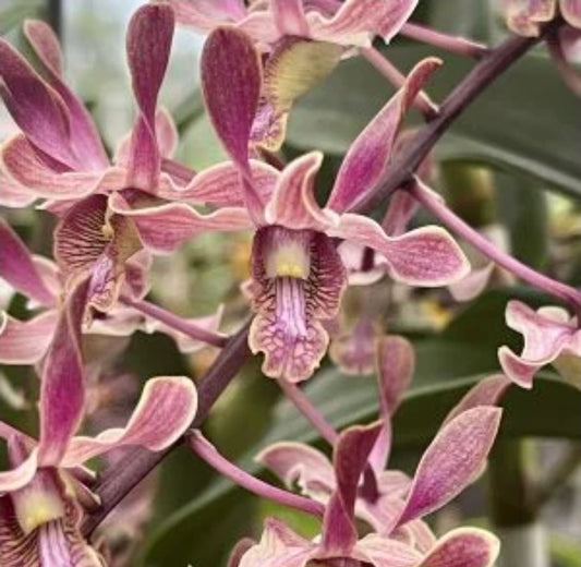 Dendrobium Menehune blooming size Antelope Dendrobium hybrid. Unique beautiful long lasting blooms. Profuse bloomer.
