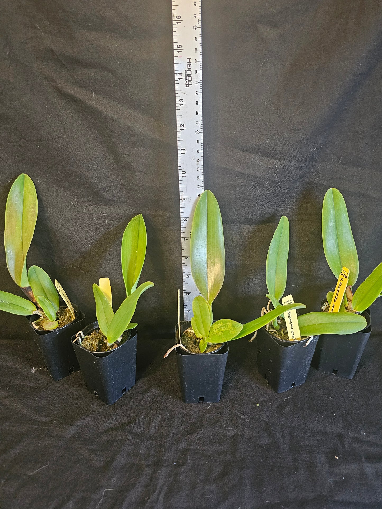 Cattleya dowiana var Aurea 'Net Dream' Rare orchid species.  Healthy non bloom size plants 2.5" pot. Clones