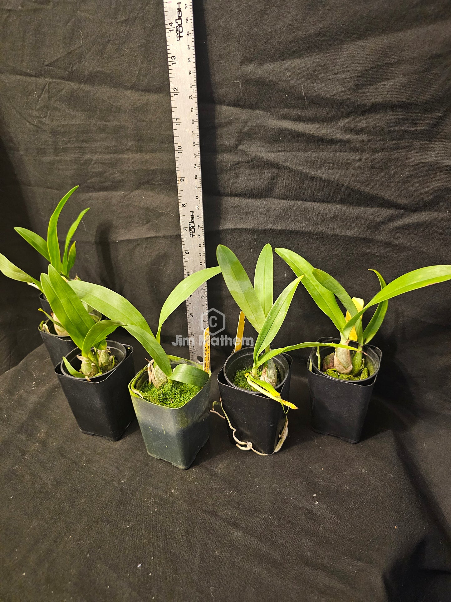 Angraecum calceolus blooming size Angraecum orchid species. Easy grower reliable bloomer