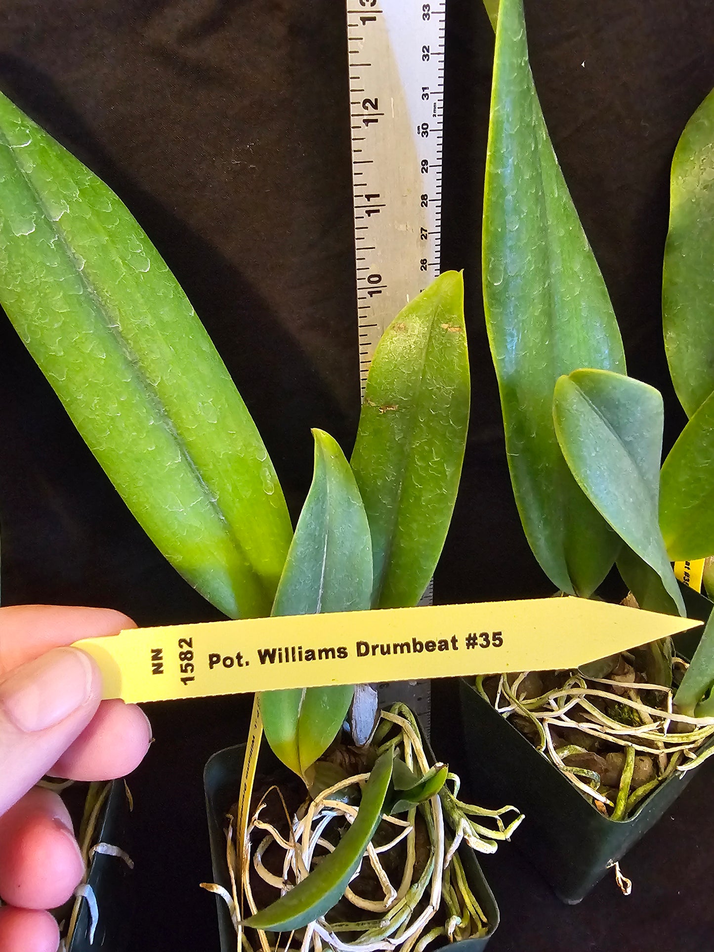 Pot Williams Drumbeat '#35' near blooming size cattleya orchid clone. Beautiful and fragrant