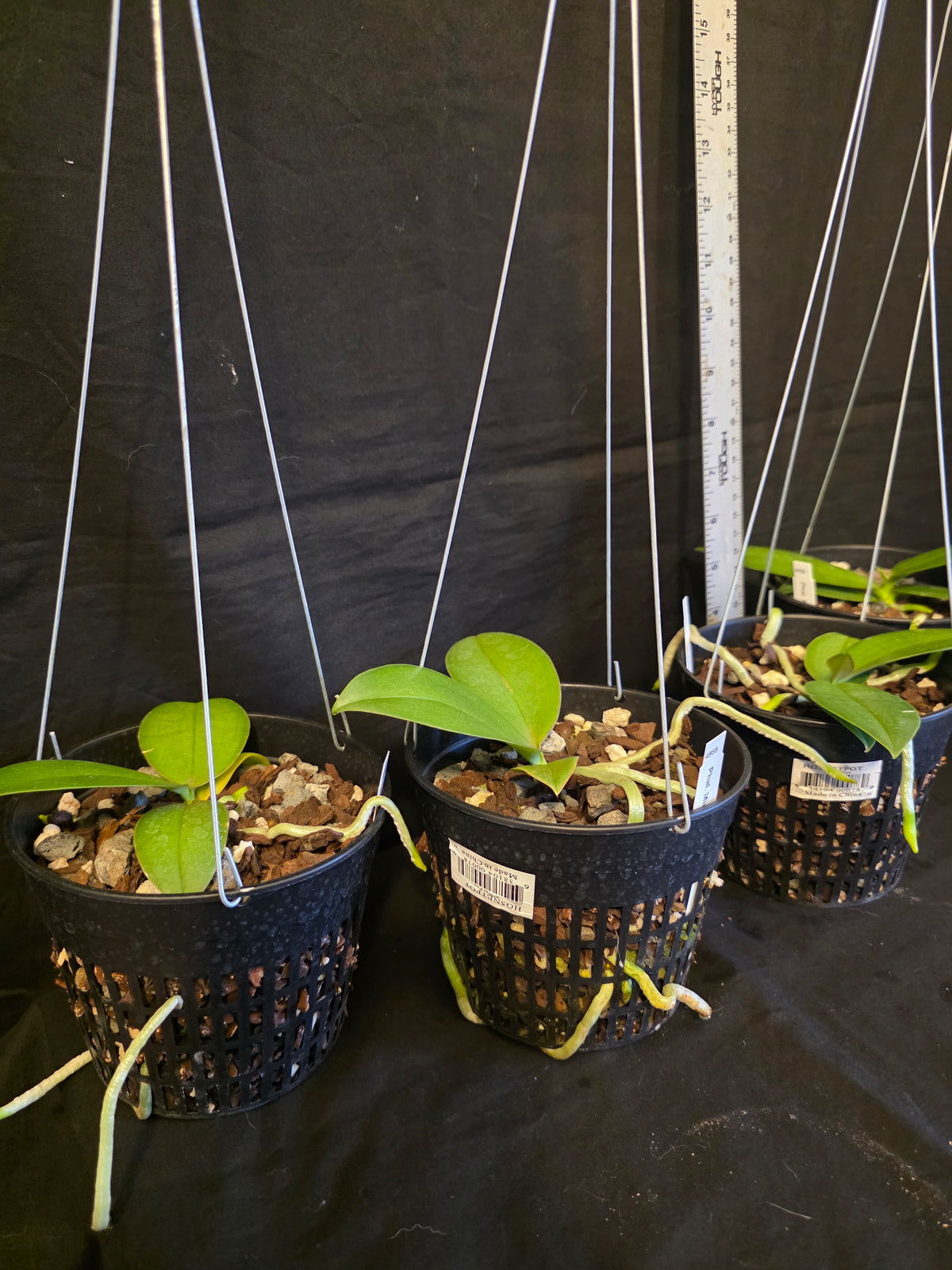 Phalaenopsis Mini Mark Blooming size plants in 5" baskets.