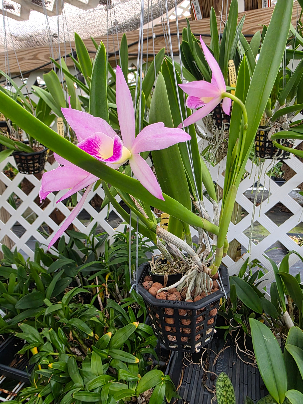 Brassavola nodosa x Cattleya Circle of life. Bloom size in 4" basket. Seed grown unique bloom