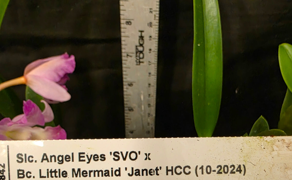 SLC Angel eyes x Bc Little Mermaid. Blooming size compact cattleya orchid hybrid.