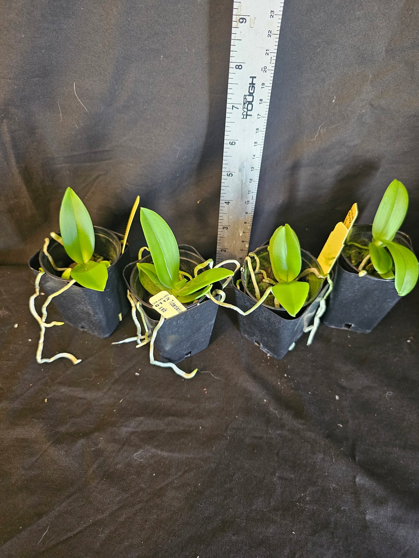 Tuberolabium kotoense x sib. First bloom size plants. Very fragrant.