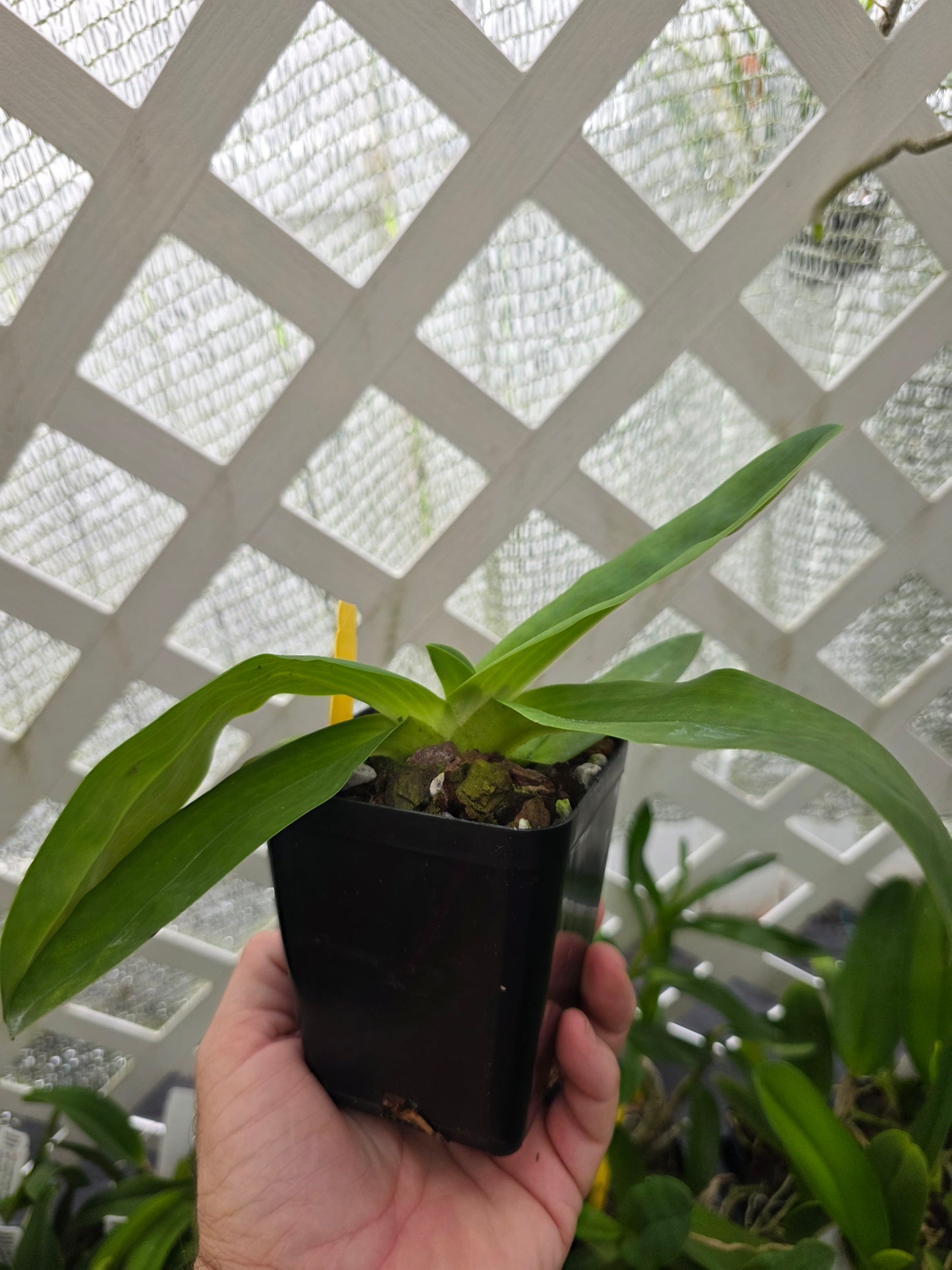 Paphiopedilum Pinocchio blooming size Paphiopedilum orchid hybrid. Unique beautiful blooms