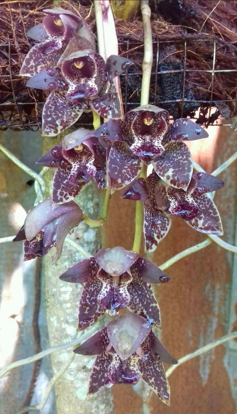 Grammatophyllum stapeliiflorum near blooming size rare orchid species