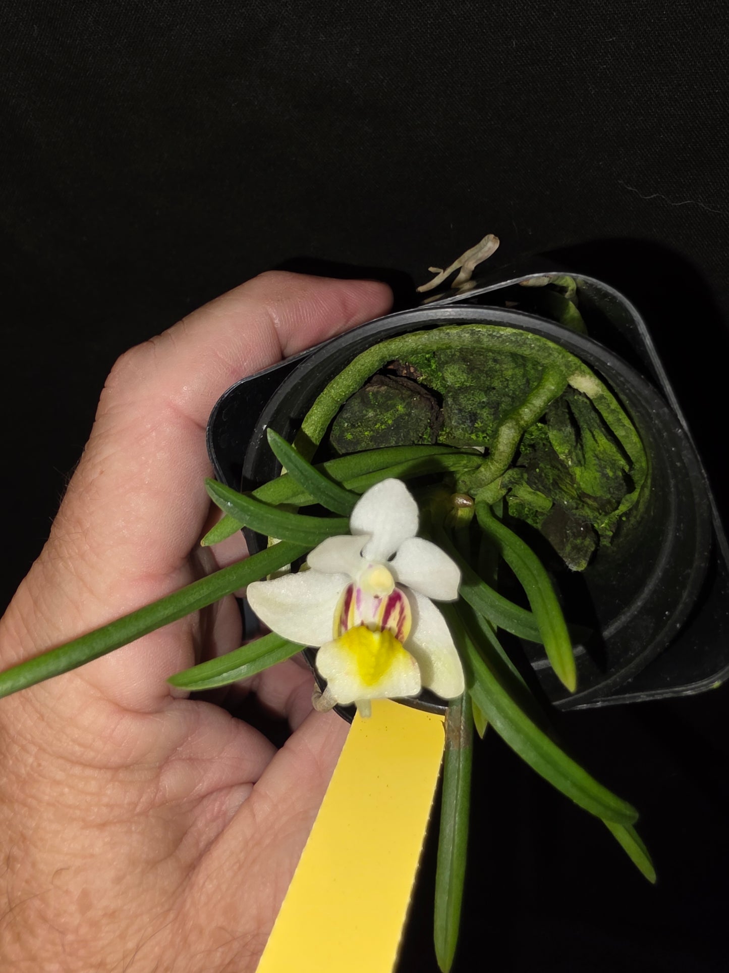 Holcoglossum flavescens, blooming size orchid species. Miniature.
