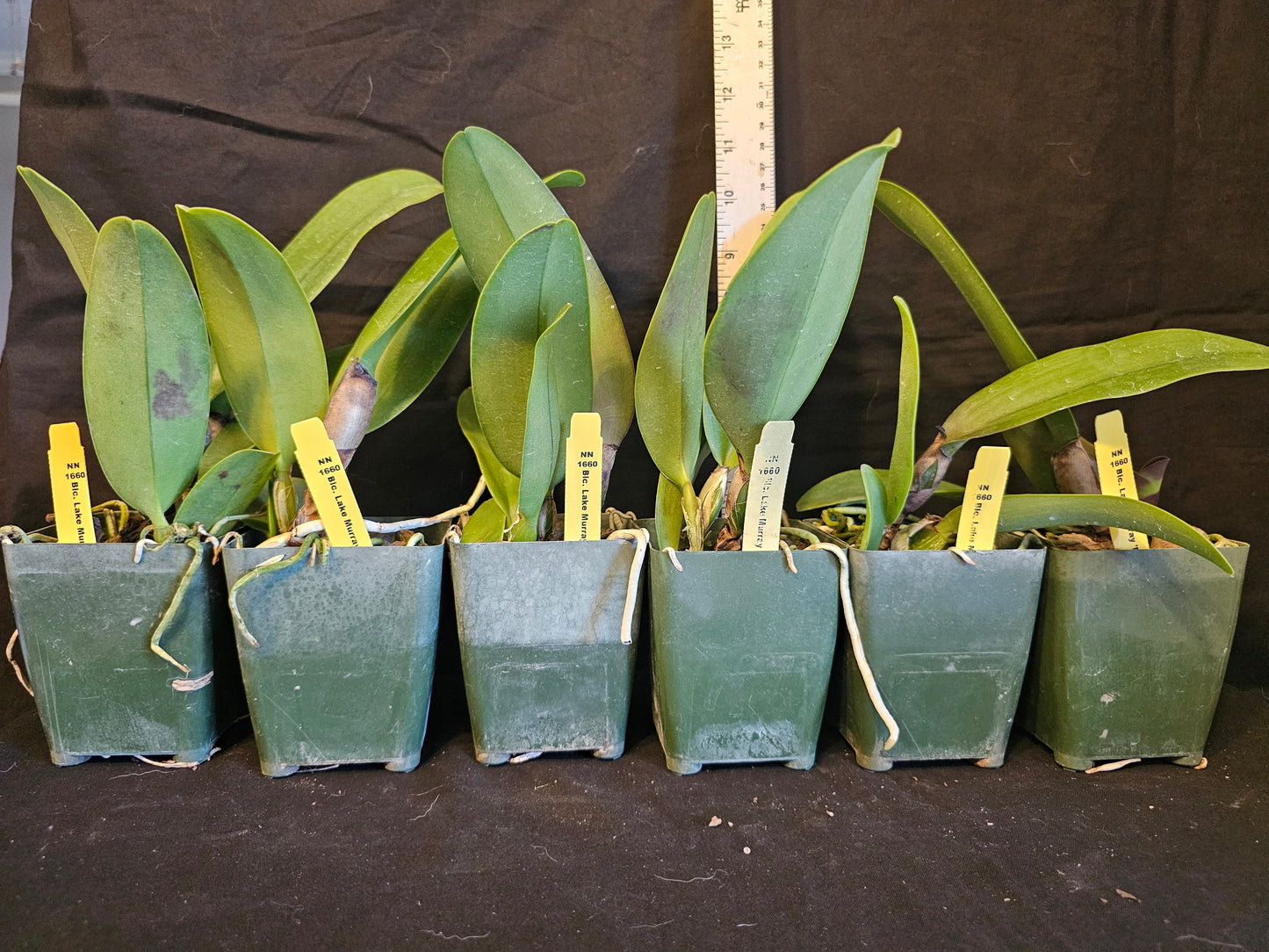 Rlc Lake Murray 'Mendenhall' Blooming size cattleya orchid clone.