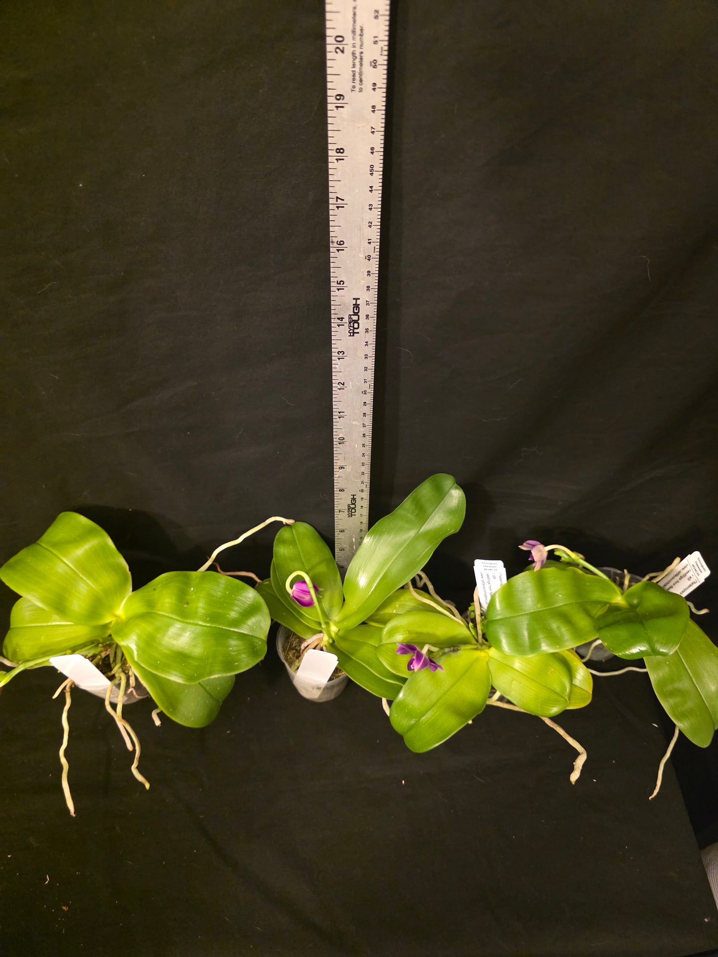 Phalaenopsis violacea v red x sib blooming size orchid species. Fragrant