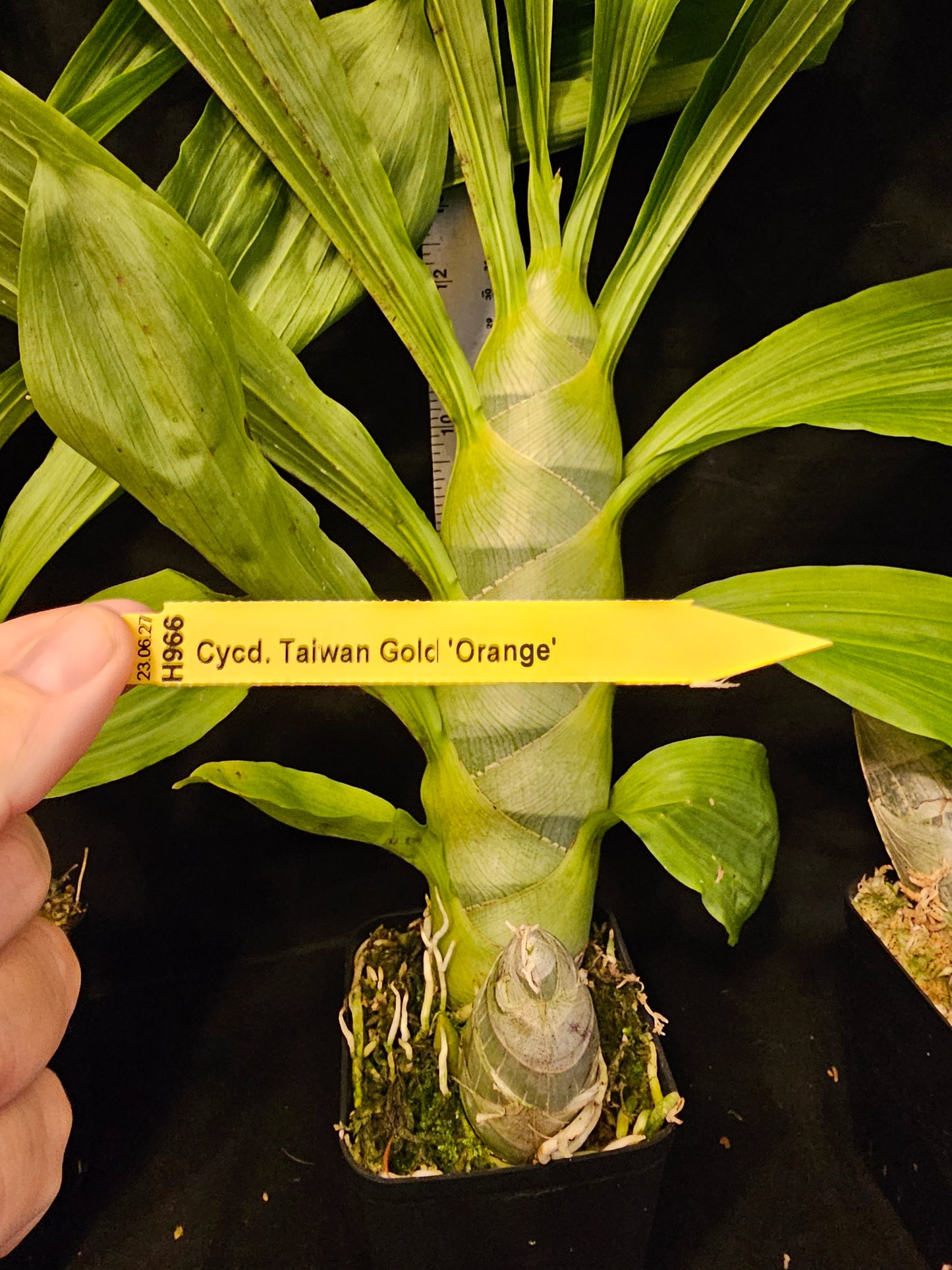 Cycnodes Taiwan Gold 'Orange' (Cycnoches chlorochilon × Mormodes badia)