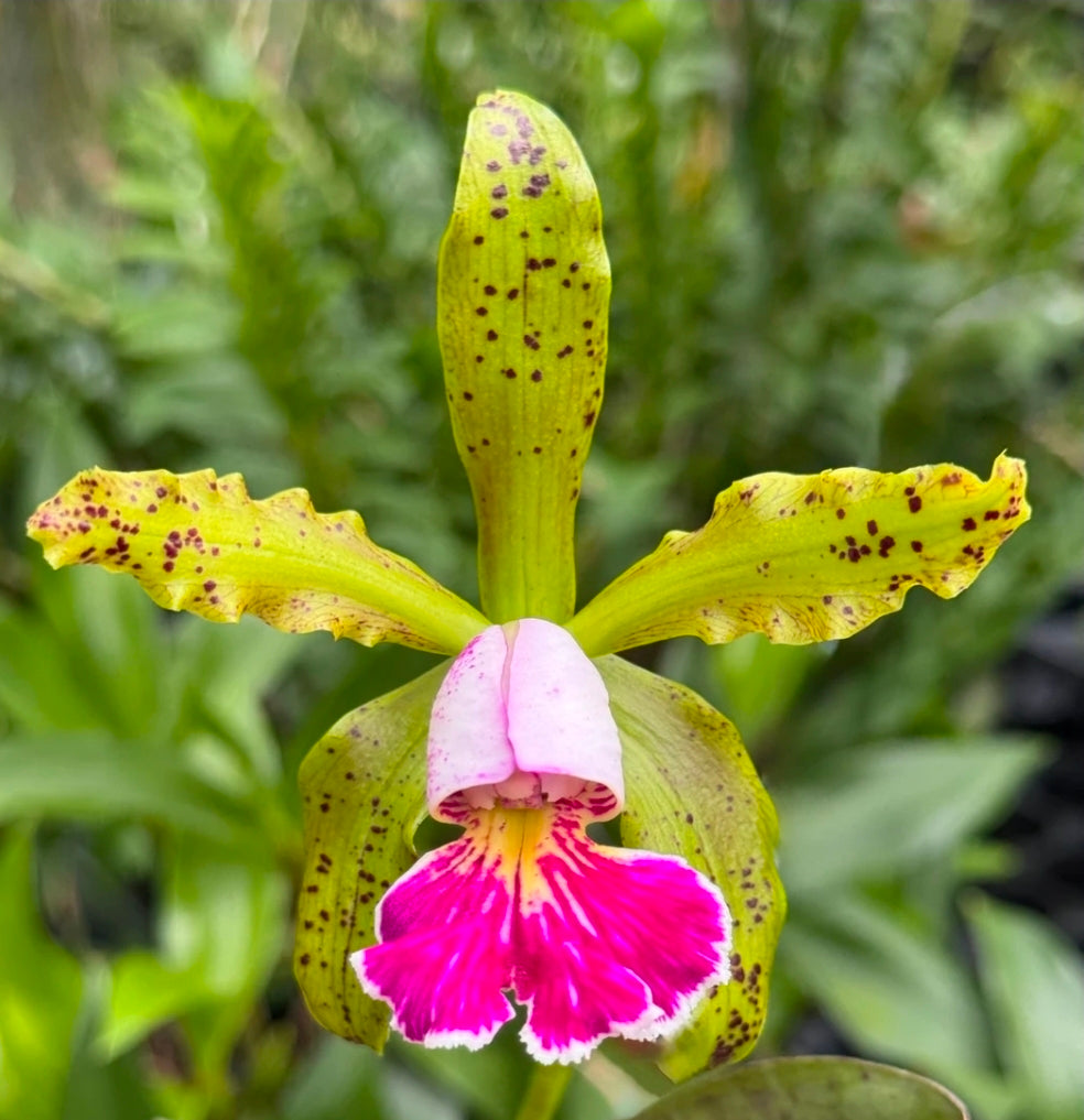 Cattleya schilleriana v semi alba 'Queen Emeraldas' AM/AOS near bloom size species. Rare