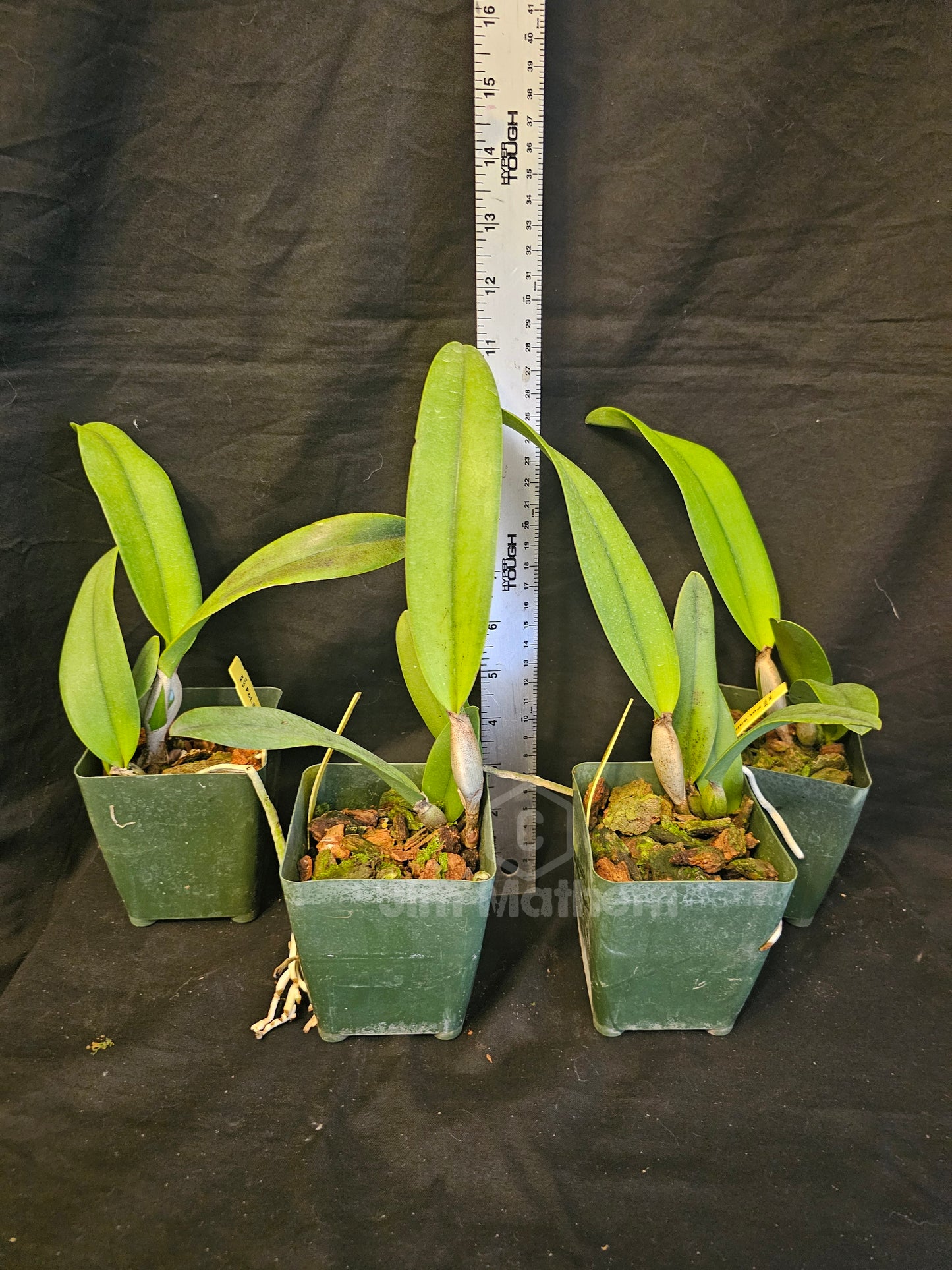 Rlc Shin Shiang Diamond 'Tai Young' near blooming size peloric cattleya clone. Compact grower