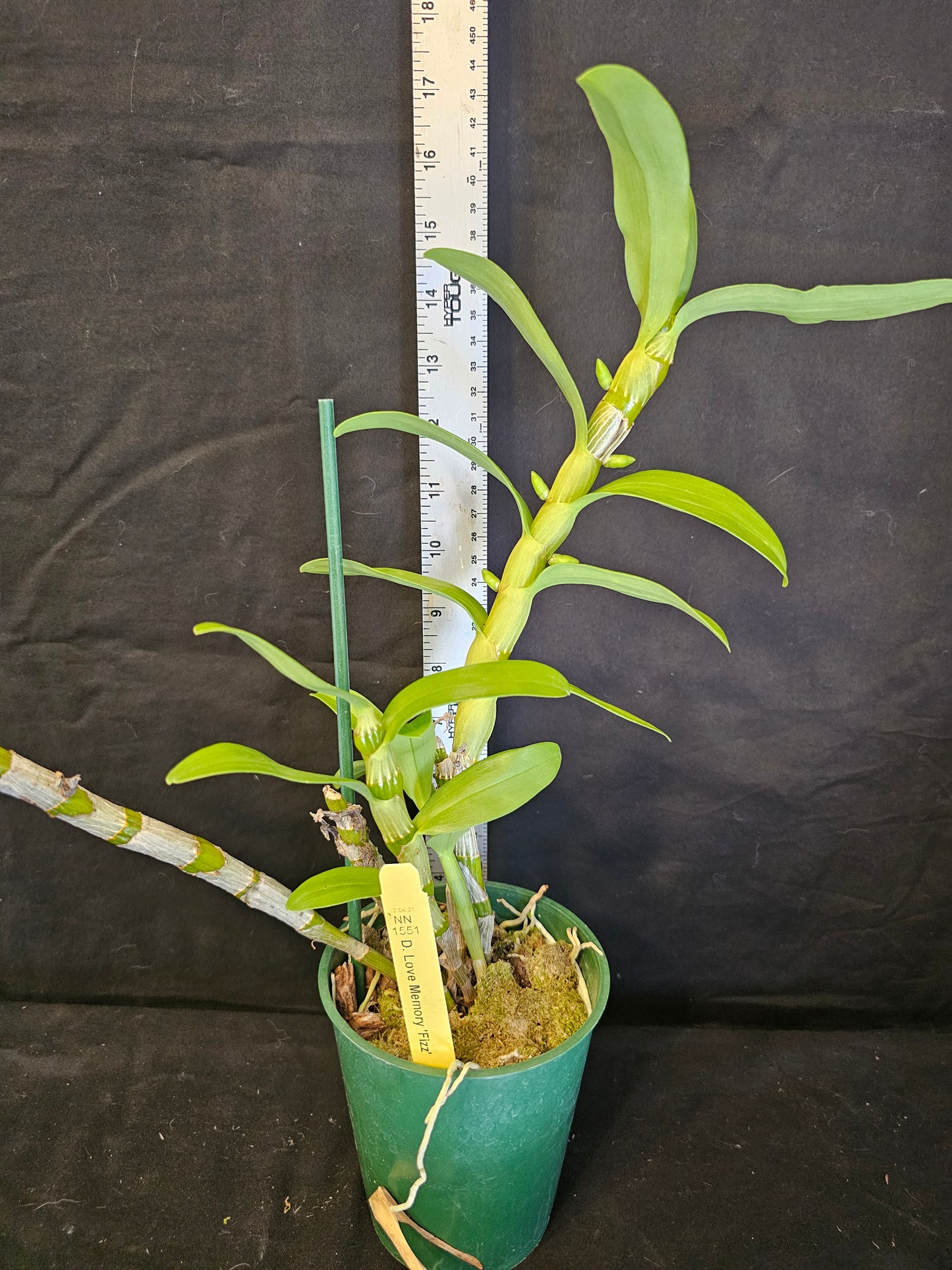 Dendrobium Love Memory 'Fizz' in bud. Blooming size Nobile Dendrobium.