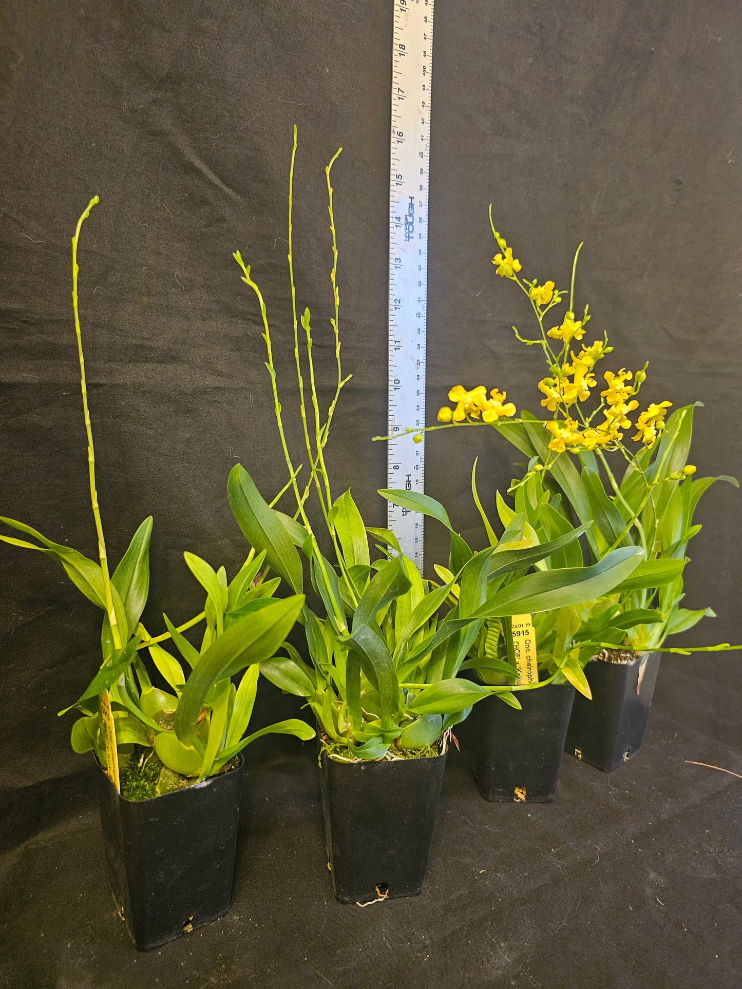 Oncidium cheirophorum x sib blooming size compact oncidium species. Fragrant. Twinkle parent