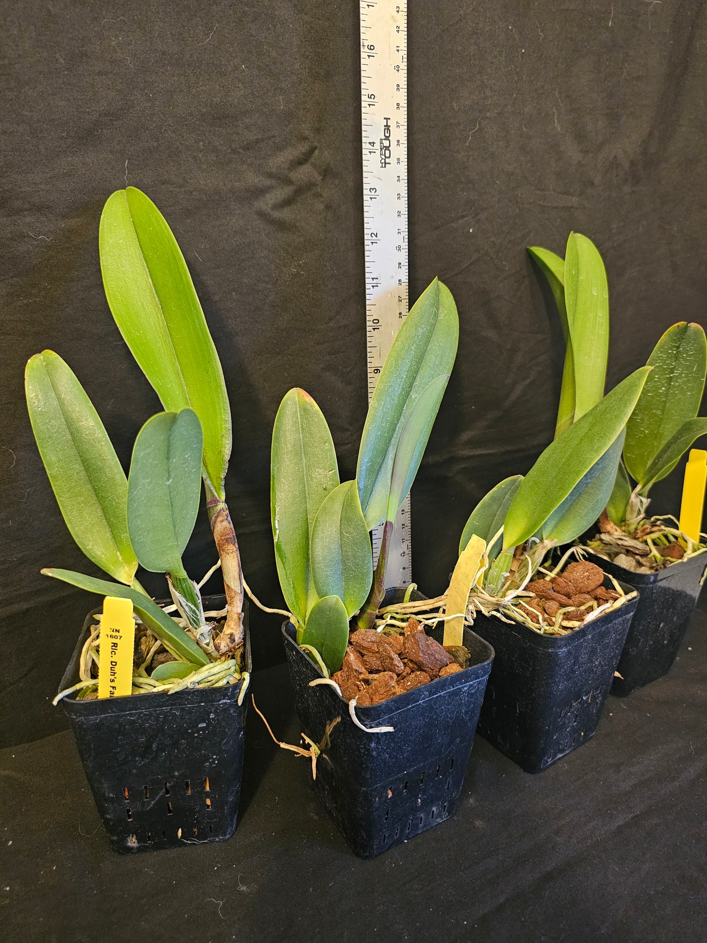 Rlc Duh's Fantasy 'Mellow' FCC/AOS Near blooming size cattleya orchid clone. Highest award