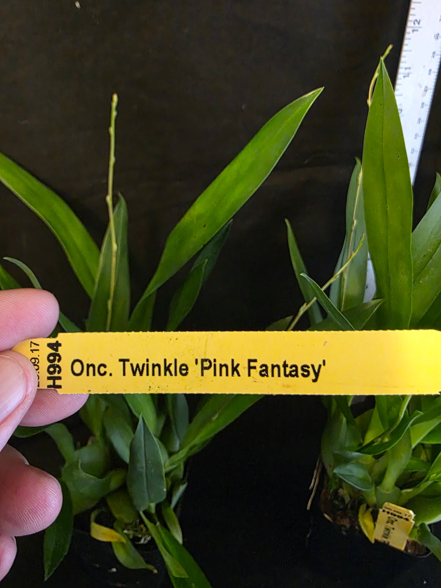 Oncidium Twinkle 'Pink Fantasy' blooming size in spike.