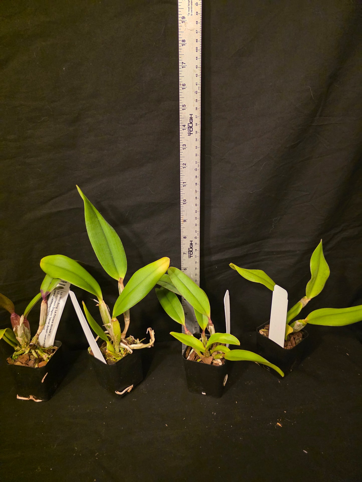 Lc Mini song x Lc Crimson Dragon. Near blooming size compact growing cattleya orchid hybrid