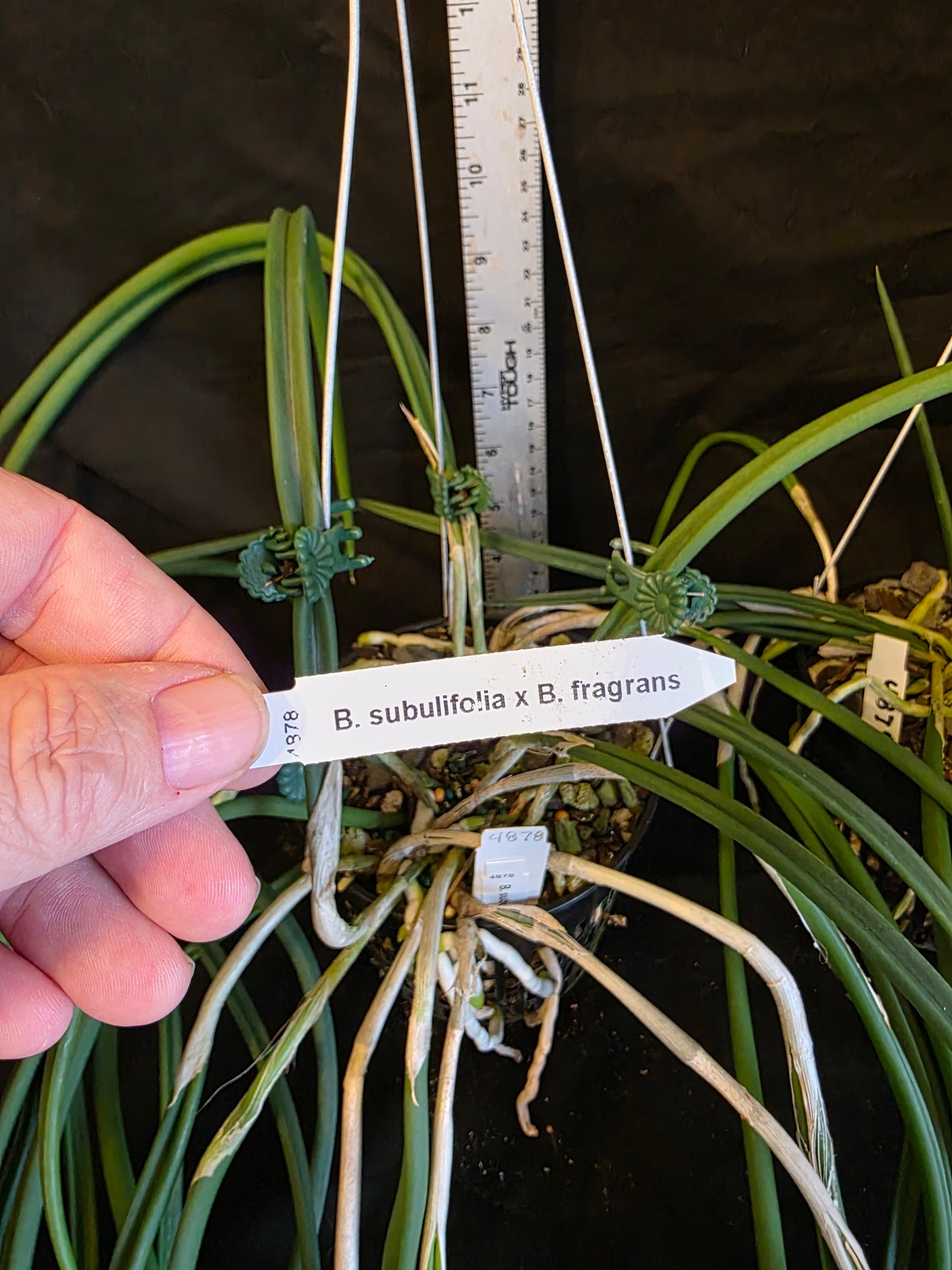 Brassavola subulifolia x B.fragrans. Large blooming size near specimen size plant in 5" basket. Fragrant