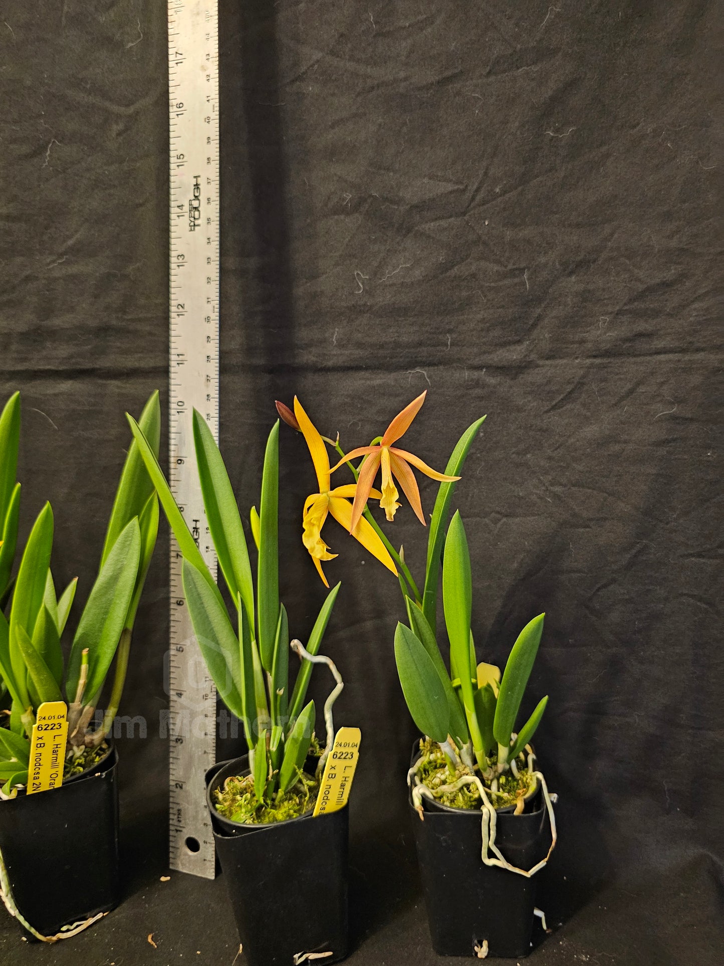 Bc Little Birds (Cattleya harmill x Brassavola nodosa) Blooming size brassavola cattleya orchid hybrid.