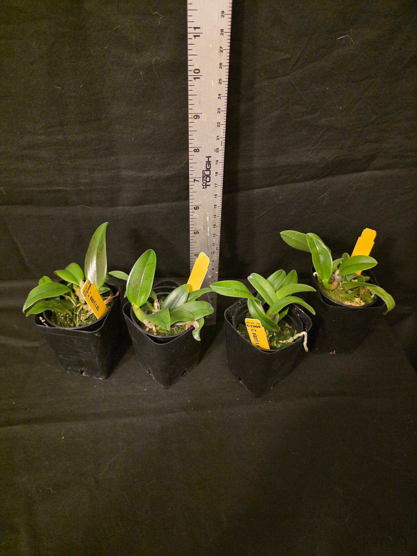 Cattleya alaorii blooming size miniature Cattleya orchid species.