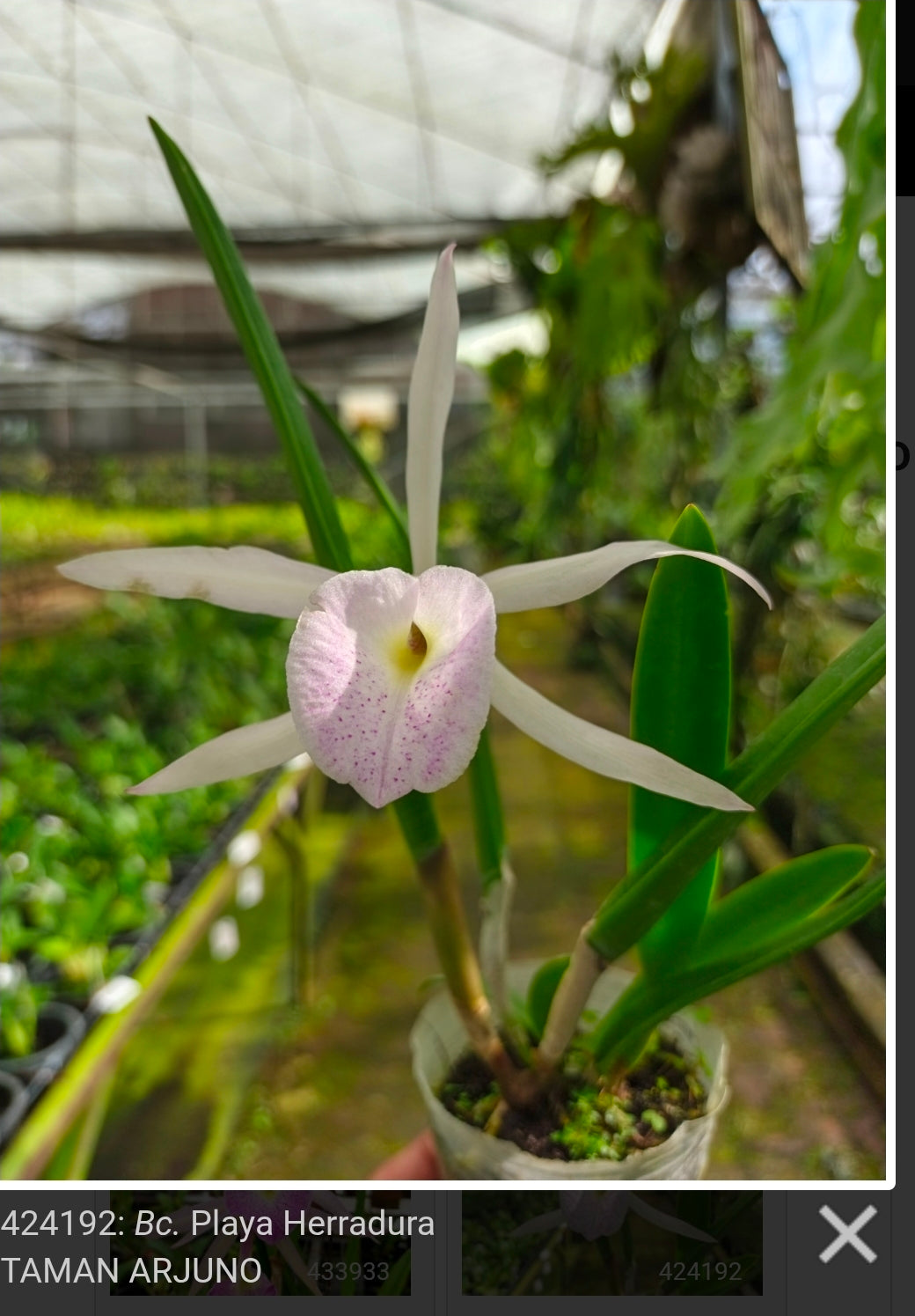 Bc Playa Herradura, blooming size seed grown orchid hybrid in 4.5" pot. Cattleya warscewiczii x Brassavola nodosa. Large star shaped blooms