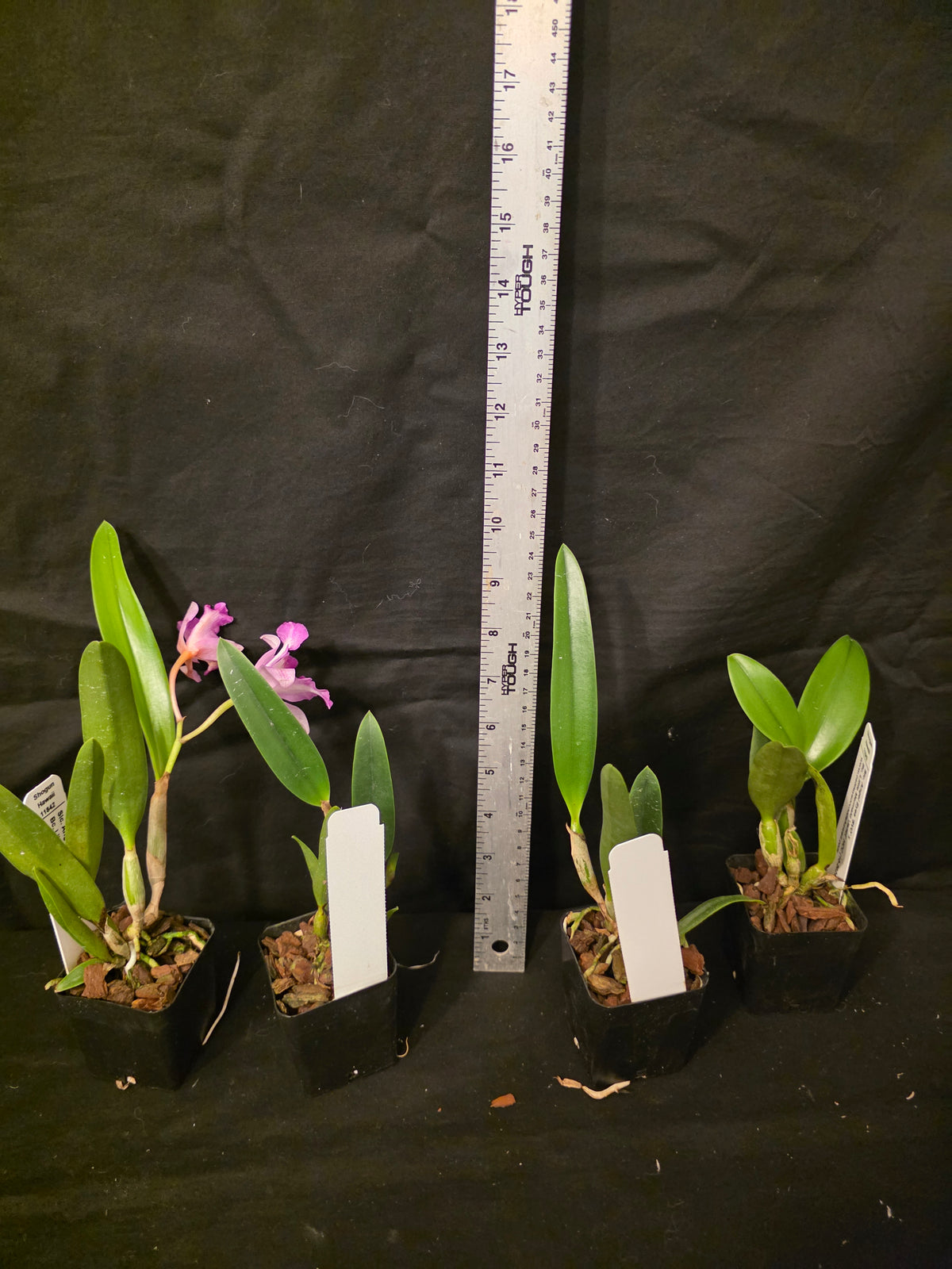 SLC Angel eyes x Bc Little Mermaid. Blooming size compact cattleya orchid hybrid.