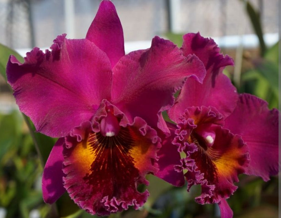 Rlc Lake Murray 'Mendenhall' Blooming size cattleya orchid clone. 4.5" pot